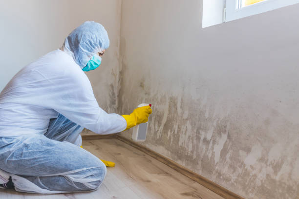 Licensed Basement Mold Remediation service in Hacksneck, VA - Car Mold Remediation