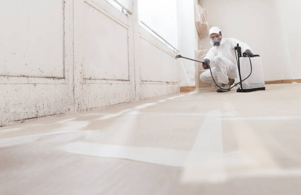24/7 Emergency Basement Mold Remediation experts in Hacksneck, VA
