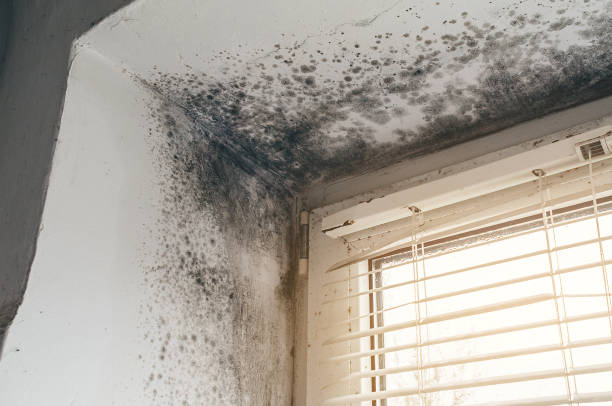 Affordable Basement Mold Remediation solutions in Hacksneck, VA